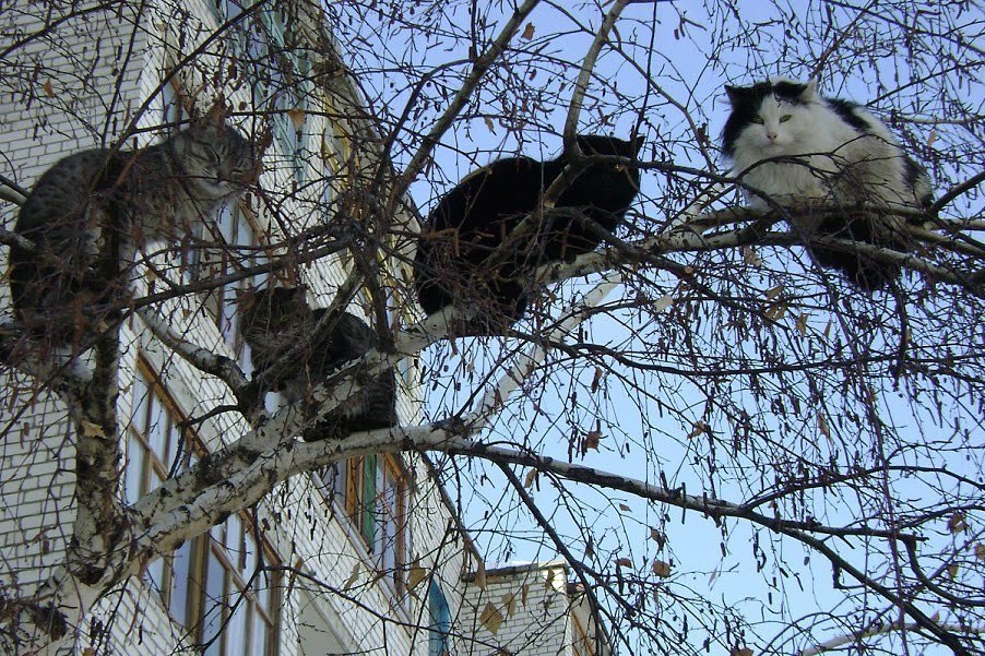 Коты прилетели картинки смешные