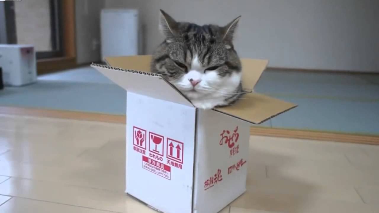 Котик с коробкой на голове