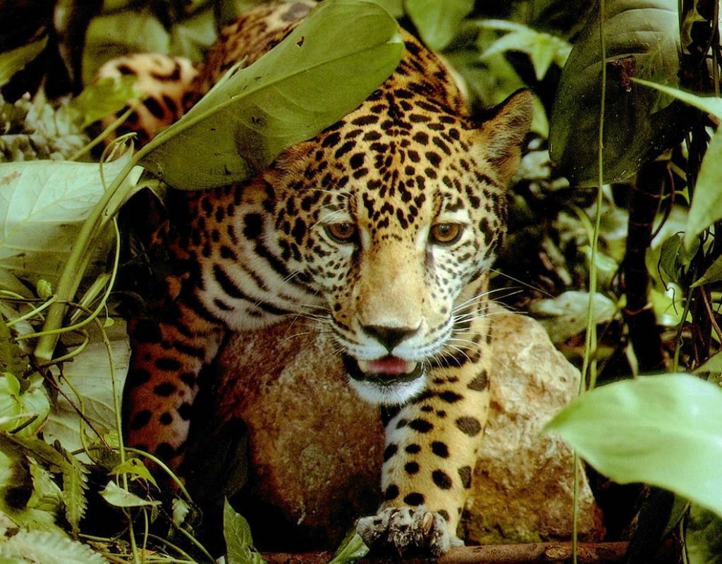 Ягуар амазонки