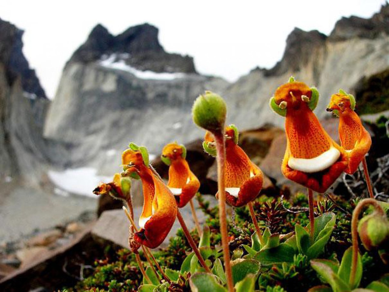 Счастливый инопланетянин (Calceolaria uniflora)