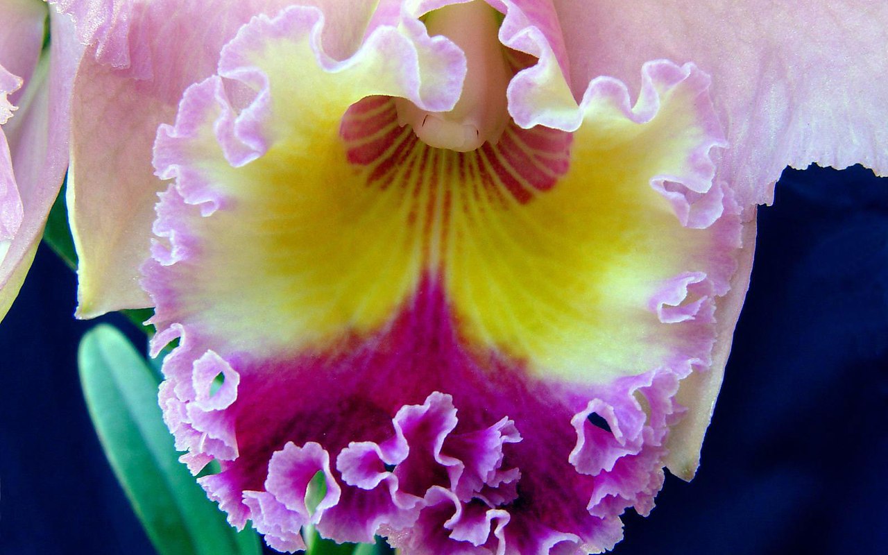 Орхидея пушистая