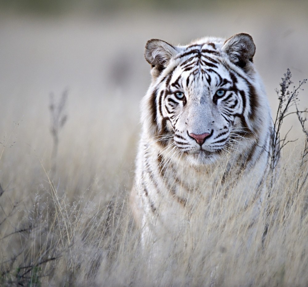 Белый тигр картинки