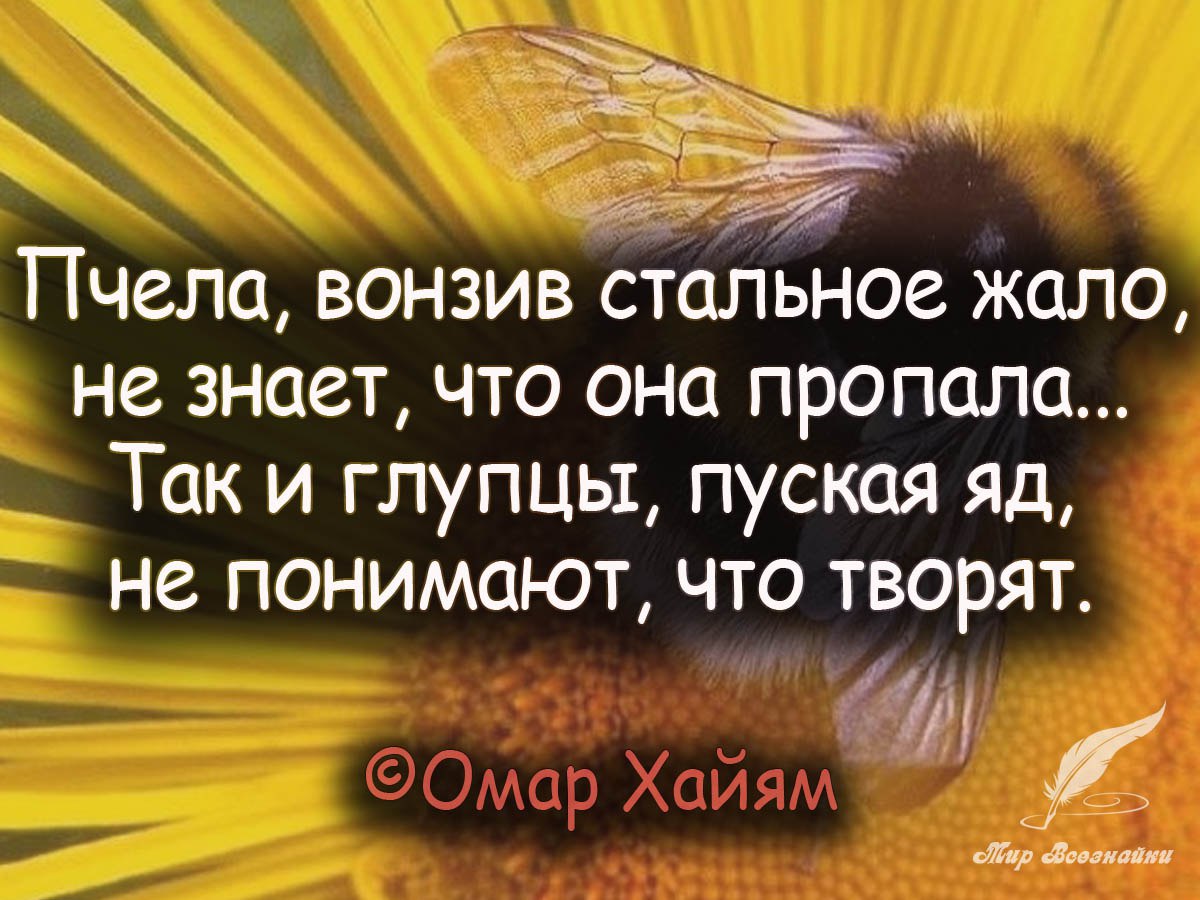 Точные высказывания. Омар Хайям пчела вонзив стальное жало. Омар Хайям пчела вонзив. Цитаты. Пчела вонзив стальное жало не знает.