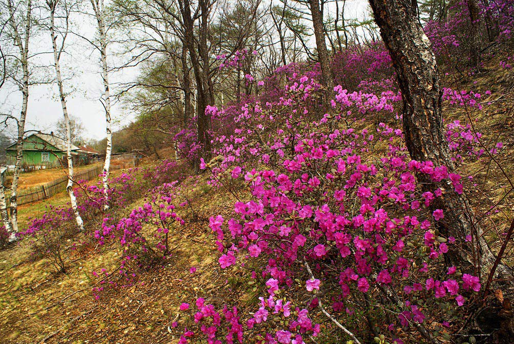 Лесные цветы приморского края названия и фото