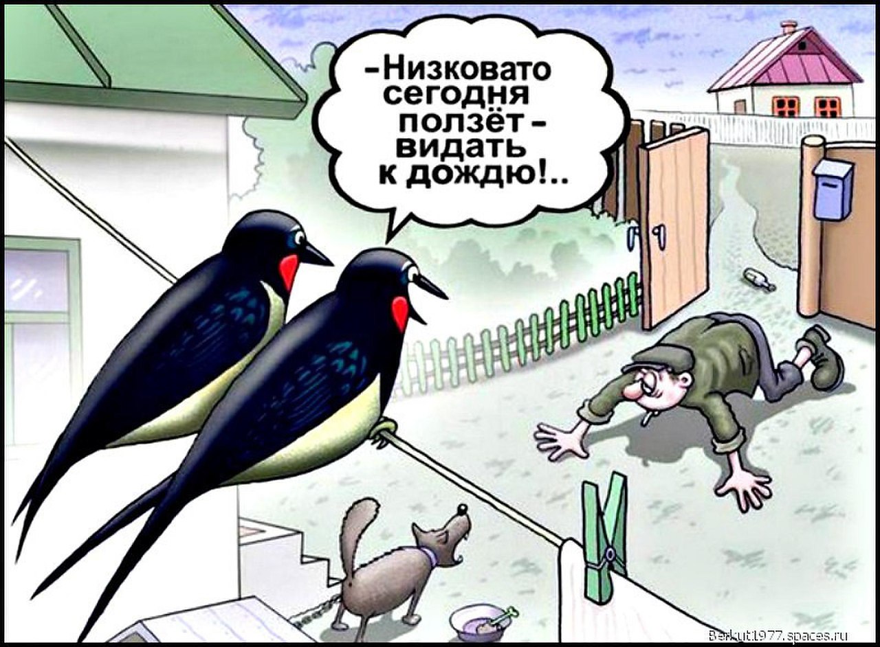 Анекдоты про птиц