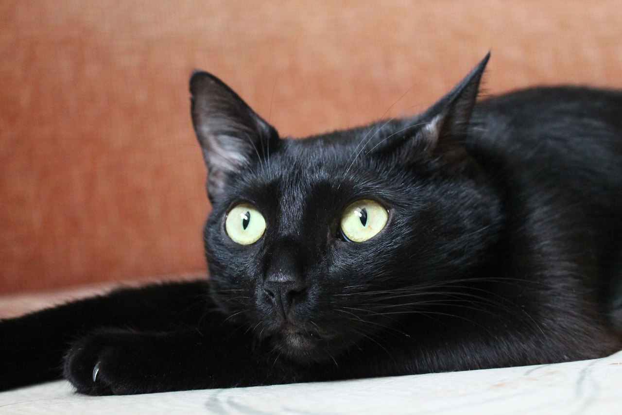 Метис бомбейской кошки