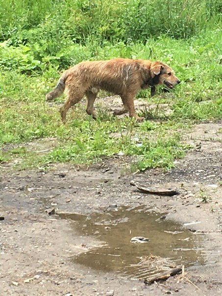 Срочно! Санкт-Петербург! Трасса СПб-Москва! ... - Бездомные животные ...