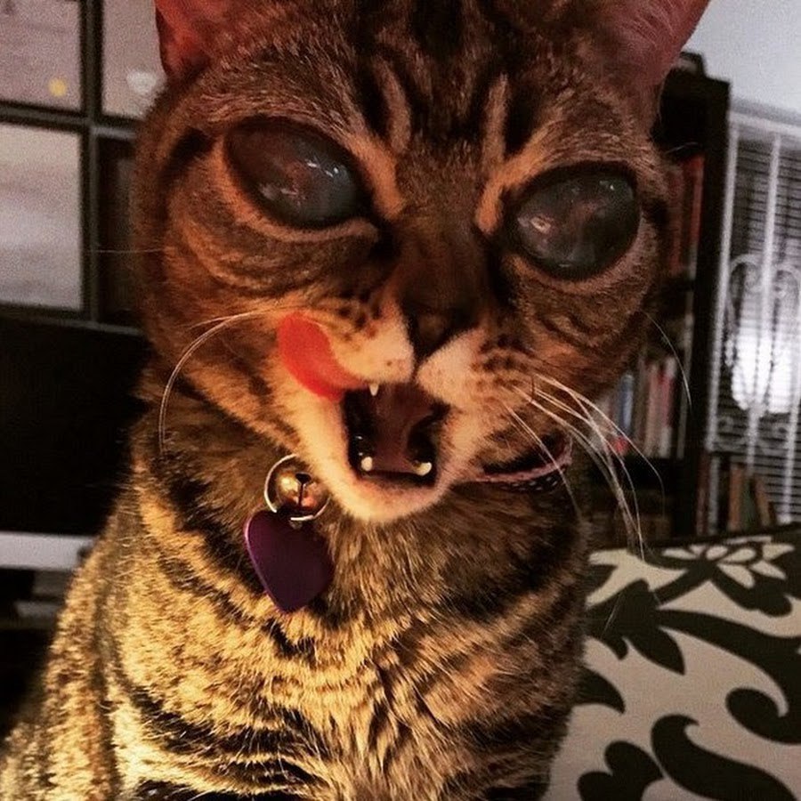 Кошка Матильда инопланетянка