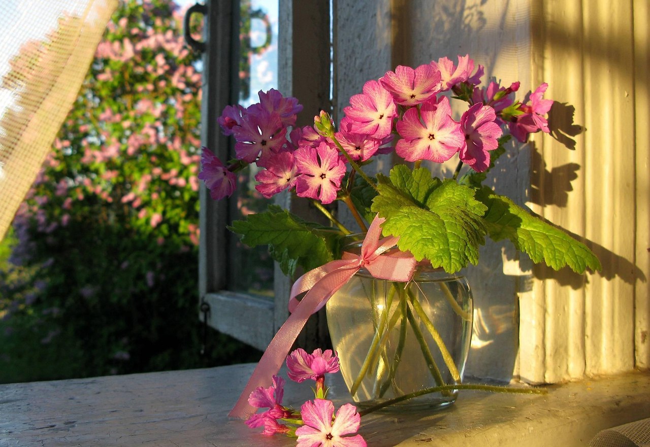 Красивые летние цветы на рабочий стол