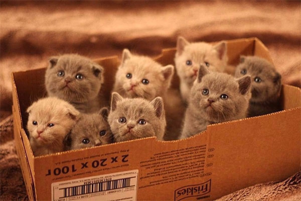 Много котят в коробке
