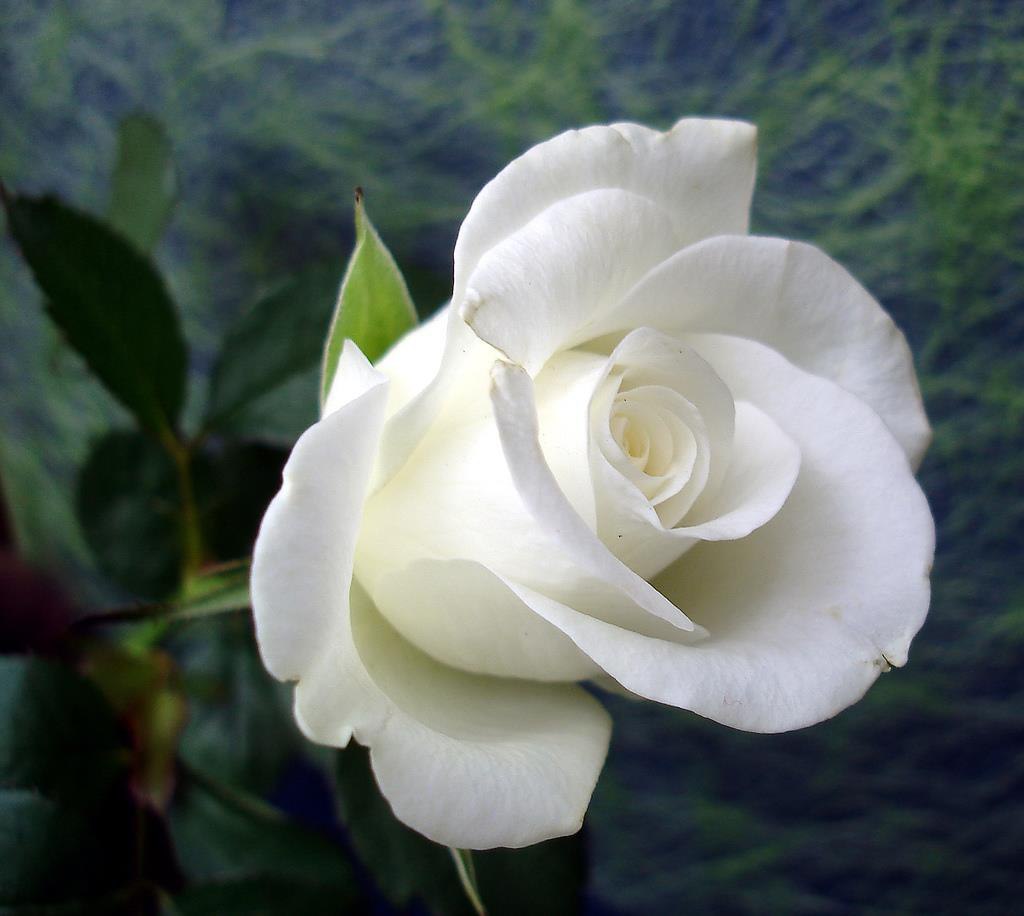 Белая роза Бьянка