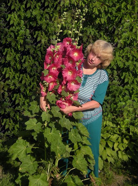 татьяна бредихина, 55 лет Овен, Россия, Тула Знакомства ID 70578894 ...