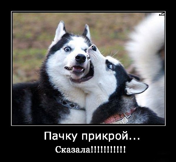 Прикольные картинки хаски с надписями, арбузного настроения