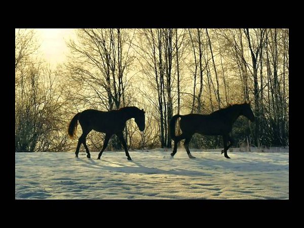 Песня конь по полю идет слушать. Лошадь в березовой роще. Лошади в Березовом лесу. Лошади на рассвете фото. Любэ конь.