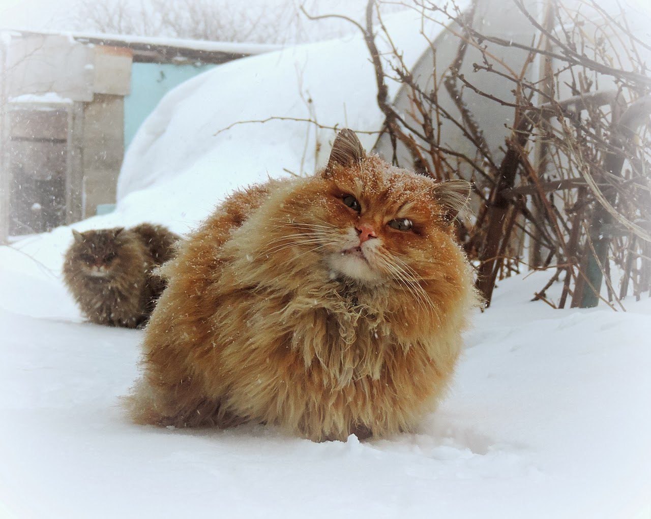 Суровые Сибирские коты