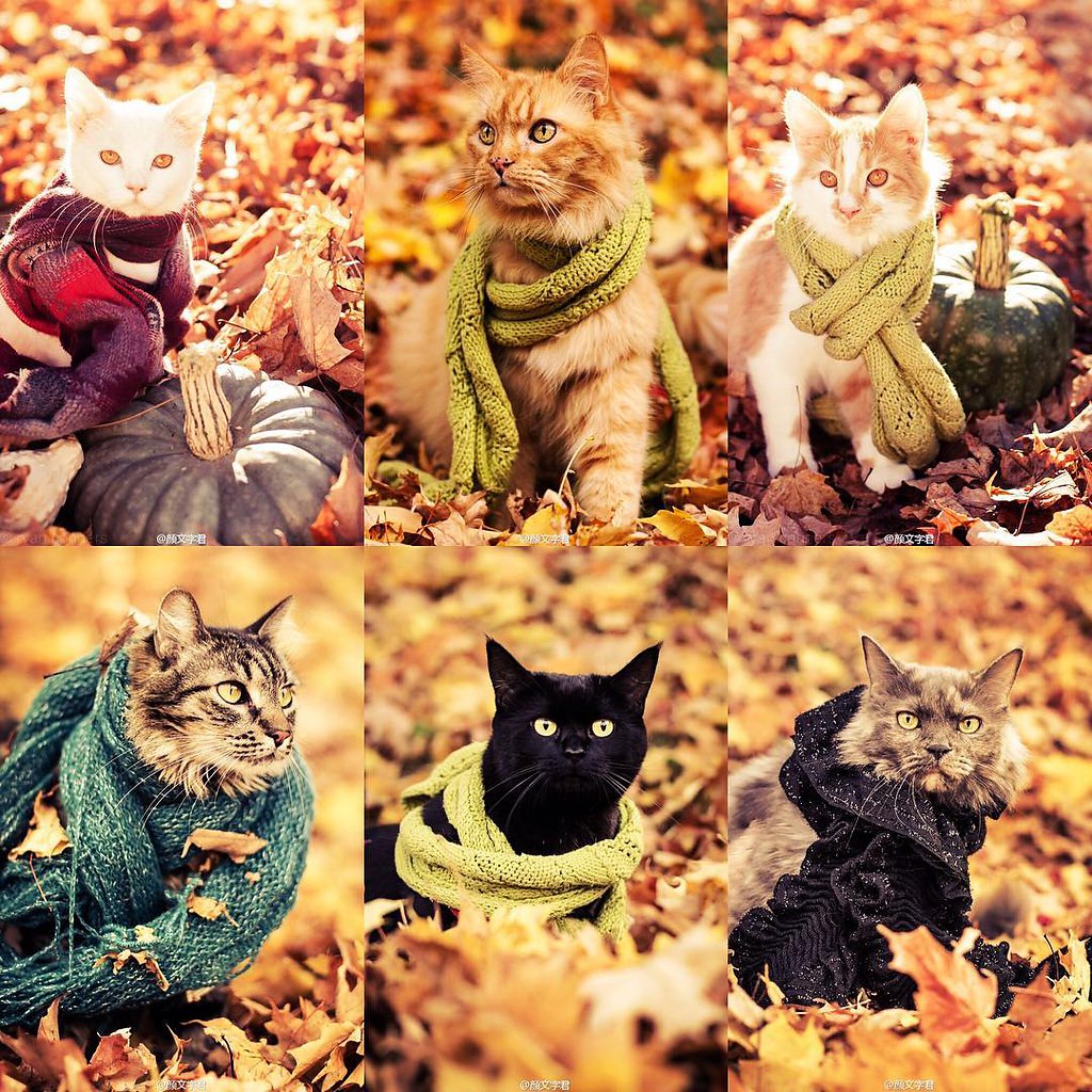 Осень время носить красивый шарфик