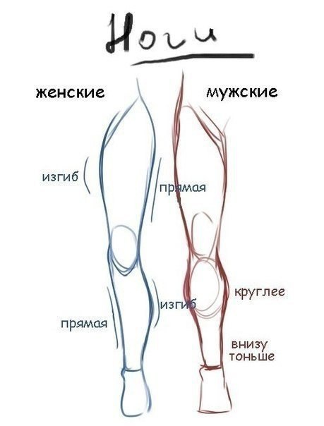 Части тела как правильно рисовать