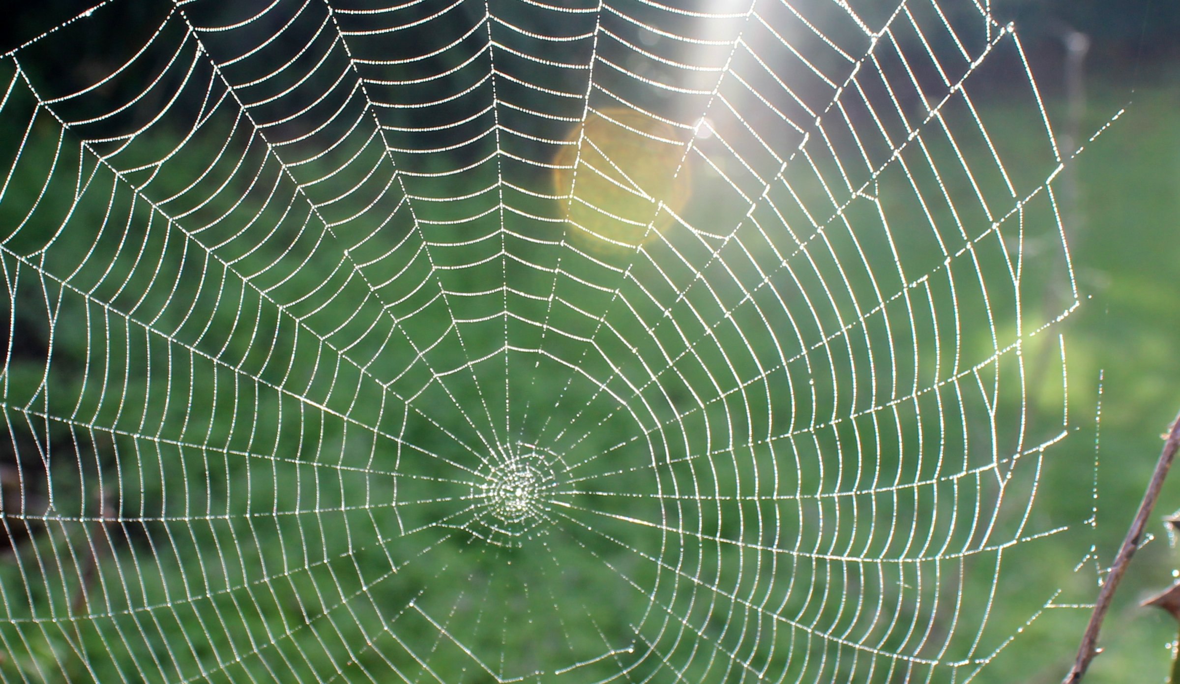 Spider web. Красивая паутина. Паутина симметрия. Огромная паутина. Плоская паутина.