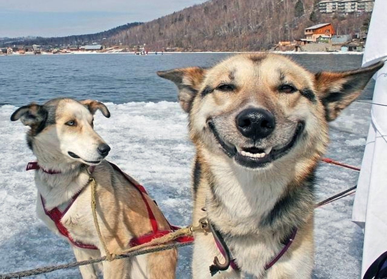 Две собаки улыбаются