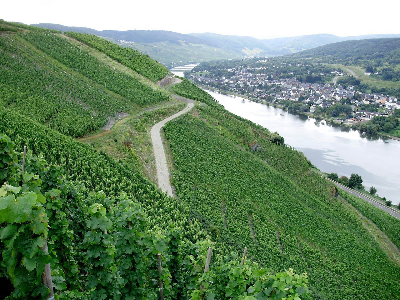 Люксембург виноградники вдоль реки Мозель