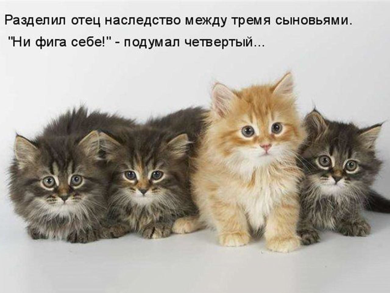 Группа котята
