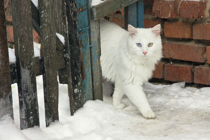 Снег падал на порог-кот лепил с него пирог