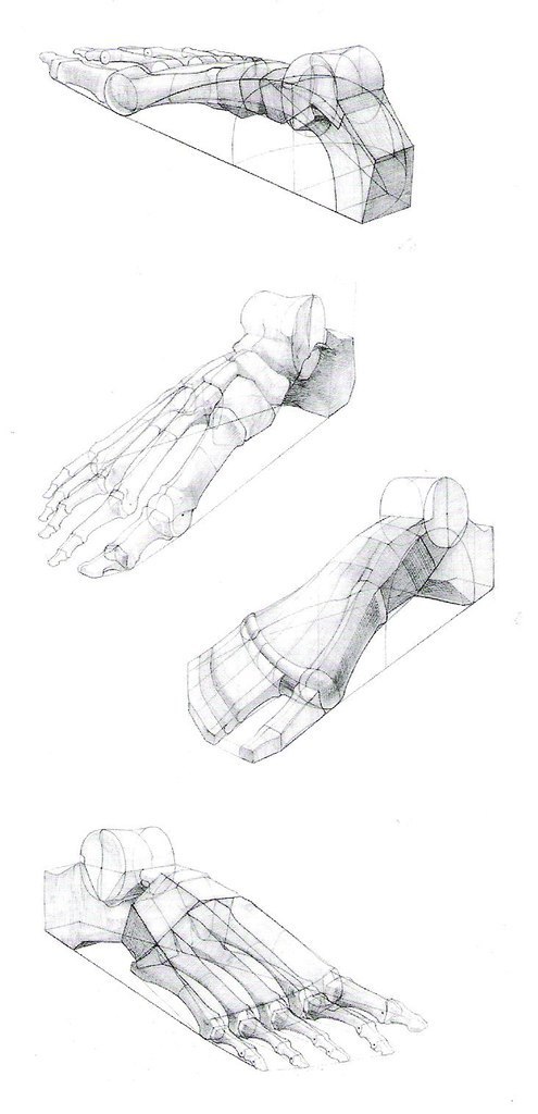 Скелет стопы человека рисунок