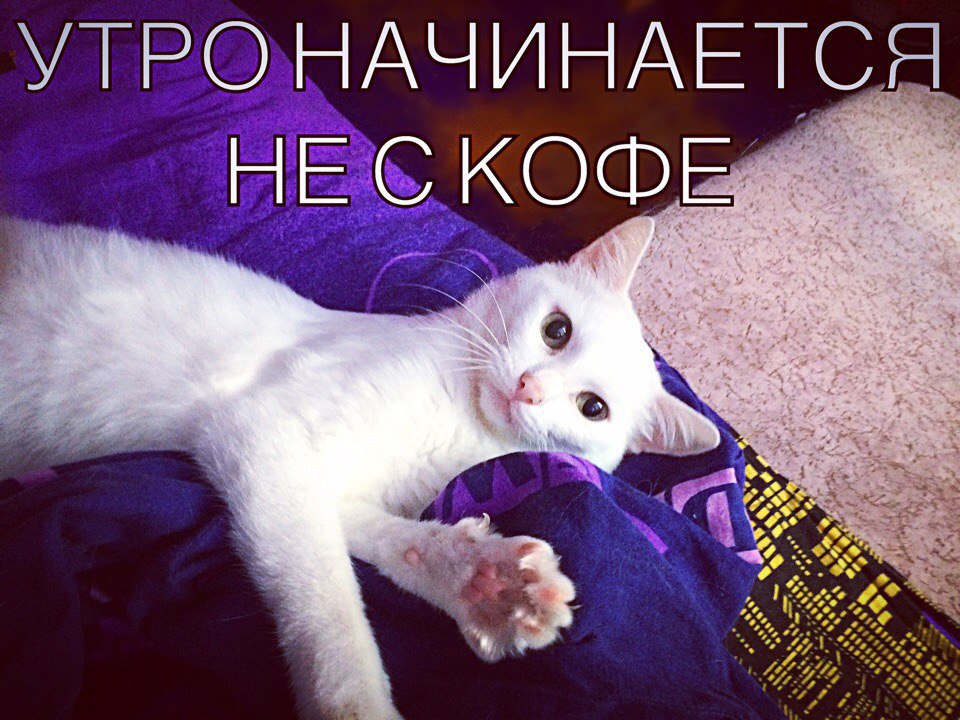 Без кота жизнь не та картинки