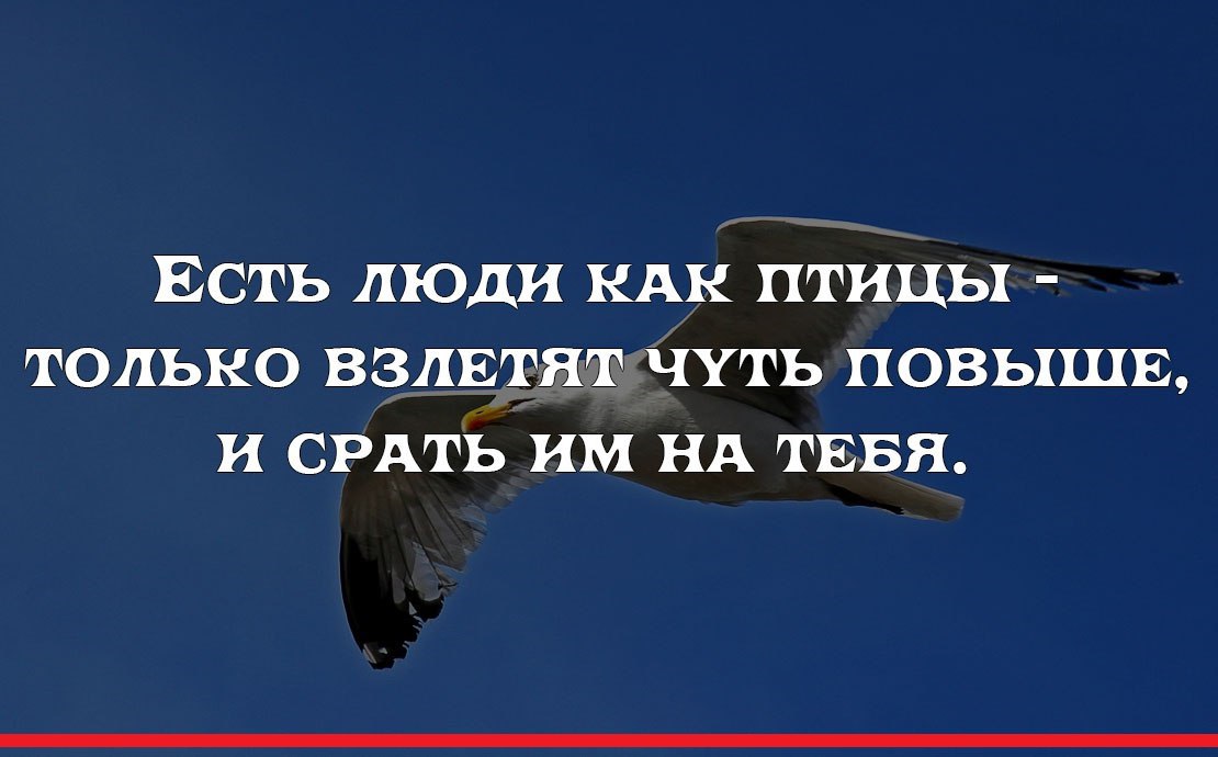 Мужчины как птицы умеют долго и красиво петь а потом нагадить и улететь картинки