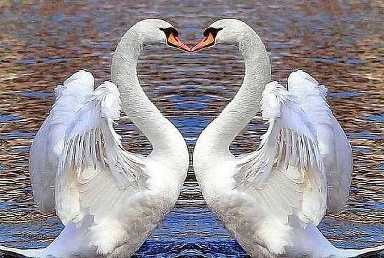 Лебедь символ любви. Лебеди неразлучники. Два лебедя. Красивые лебеди. Лебединая верность.