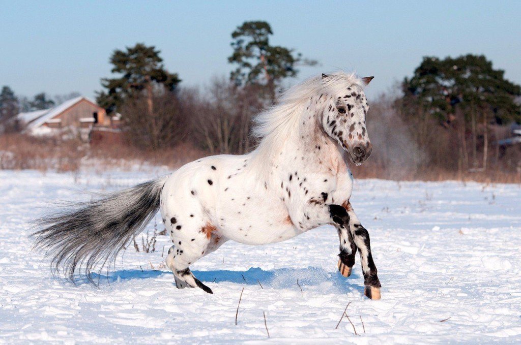 Чубарая лошадь фото