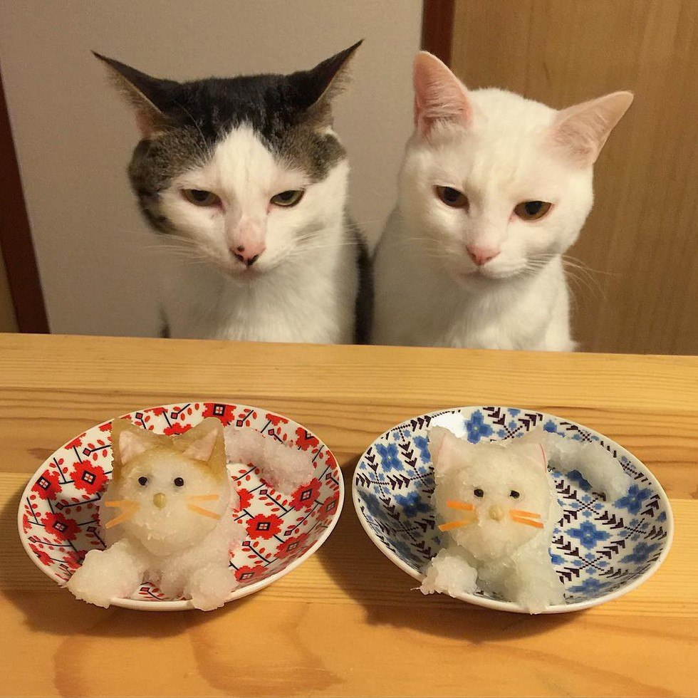 Еда для котят