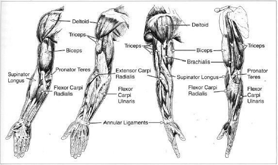 Мышцы плеча и предплечья рисунок с подписями
