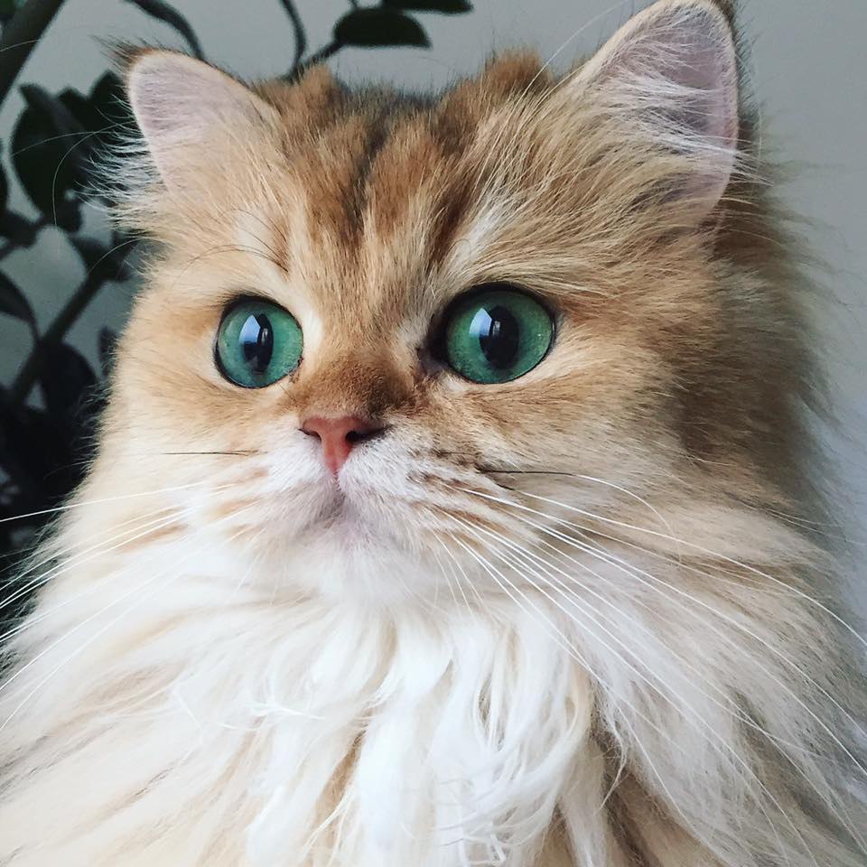Кошка длинношерстная с изумрудно голубыми глазами
