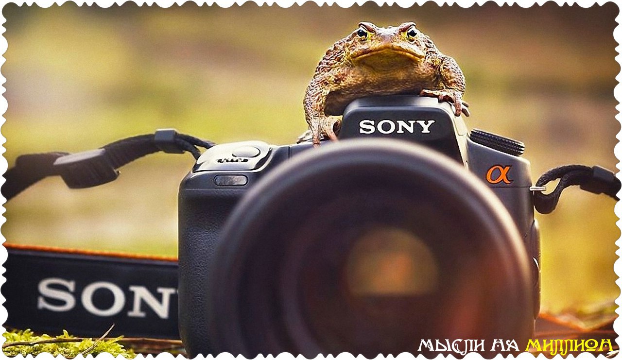 Животные Фотографы Фото