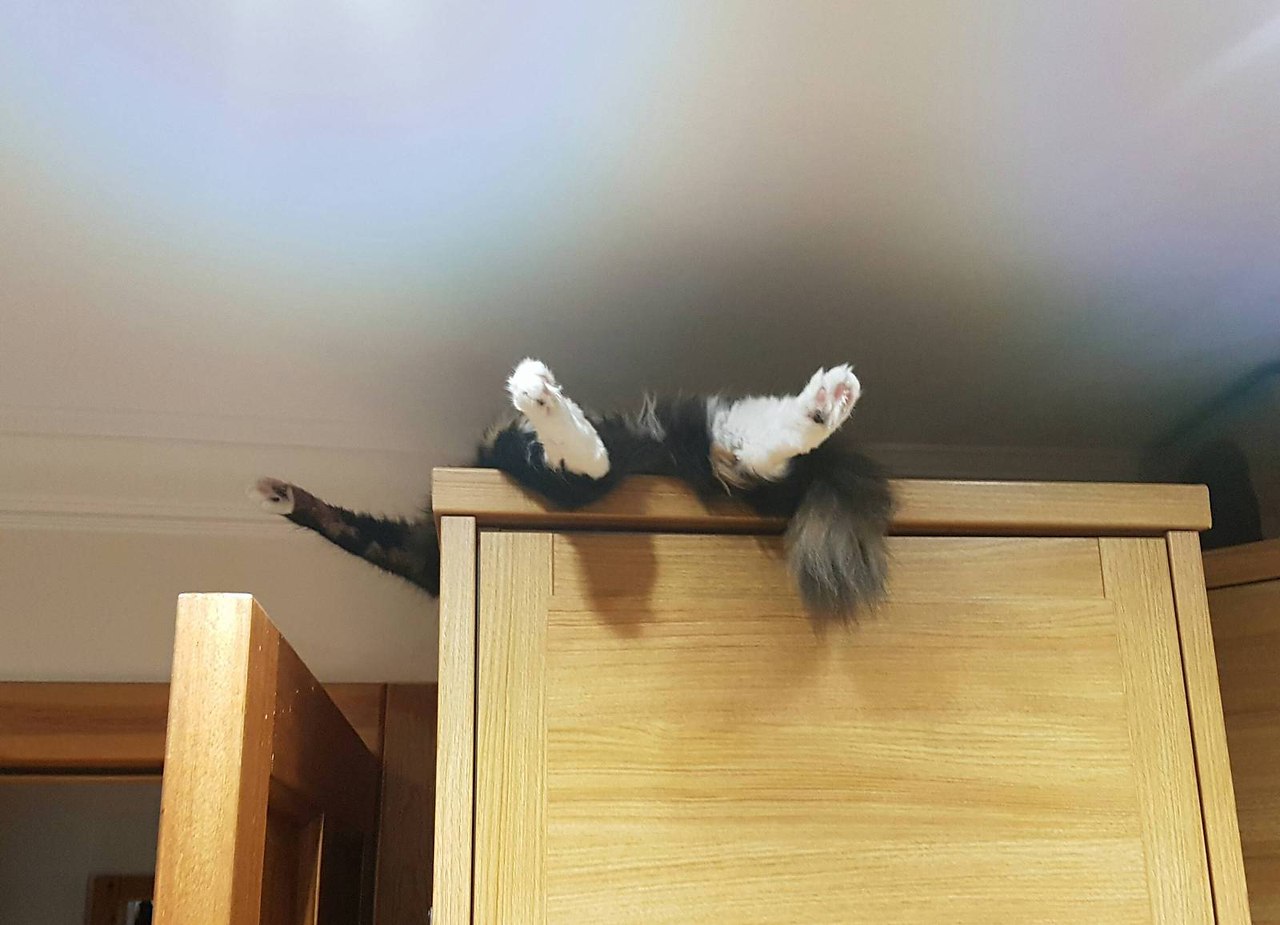 Кошка на шкафу