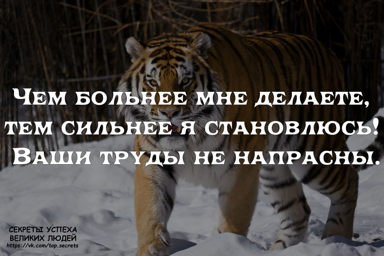 Сильнее стали текст. Статусы про тигрицу женщину. Вы сделали меня сильнее. Тигр высказывания. Цитаты чтобы стать сильным.
