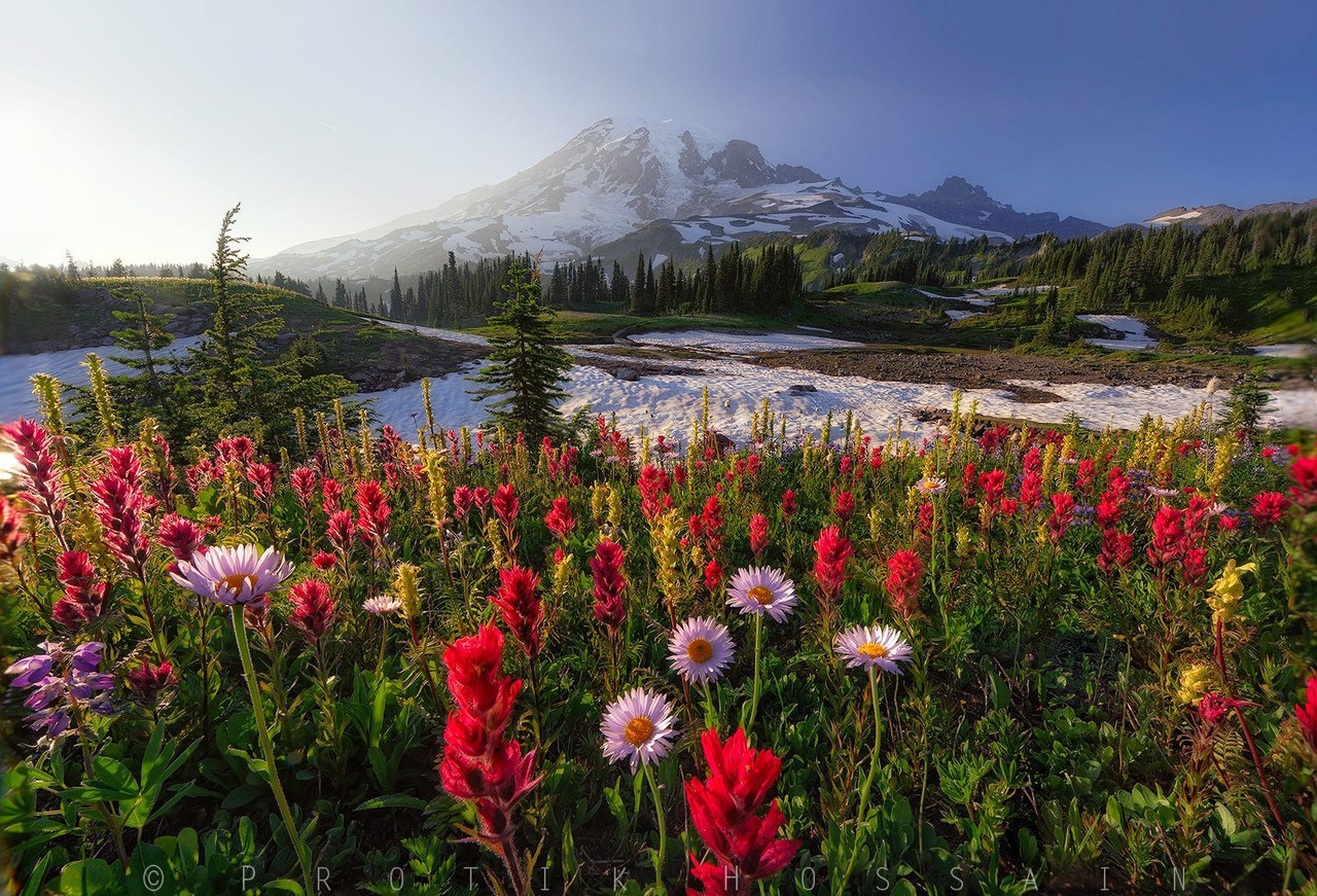 Mount Rainier, цветы Washington