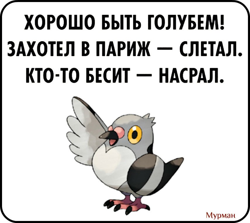 Мужчины как птицы умеют долго и красиво петь а потом нагадить и улететь картинки