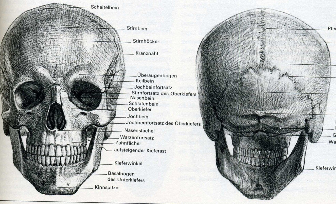 Череп затылок рисунок