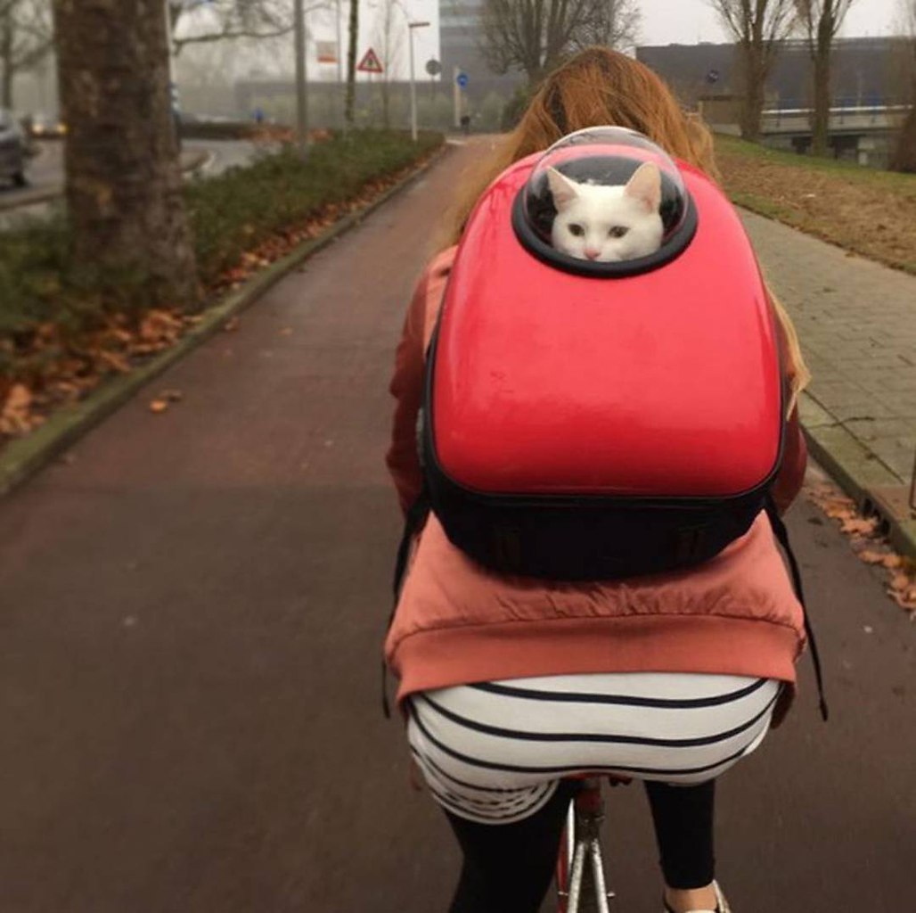 Кот в рюкзаке с иллюминатором прикол