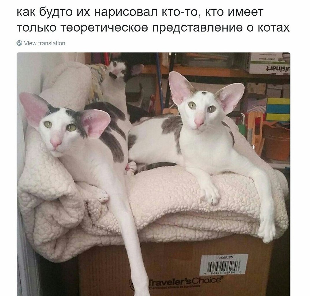 Кот грузин Мем