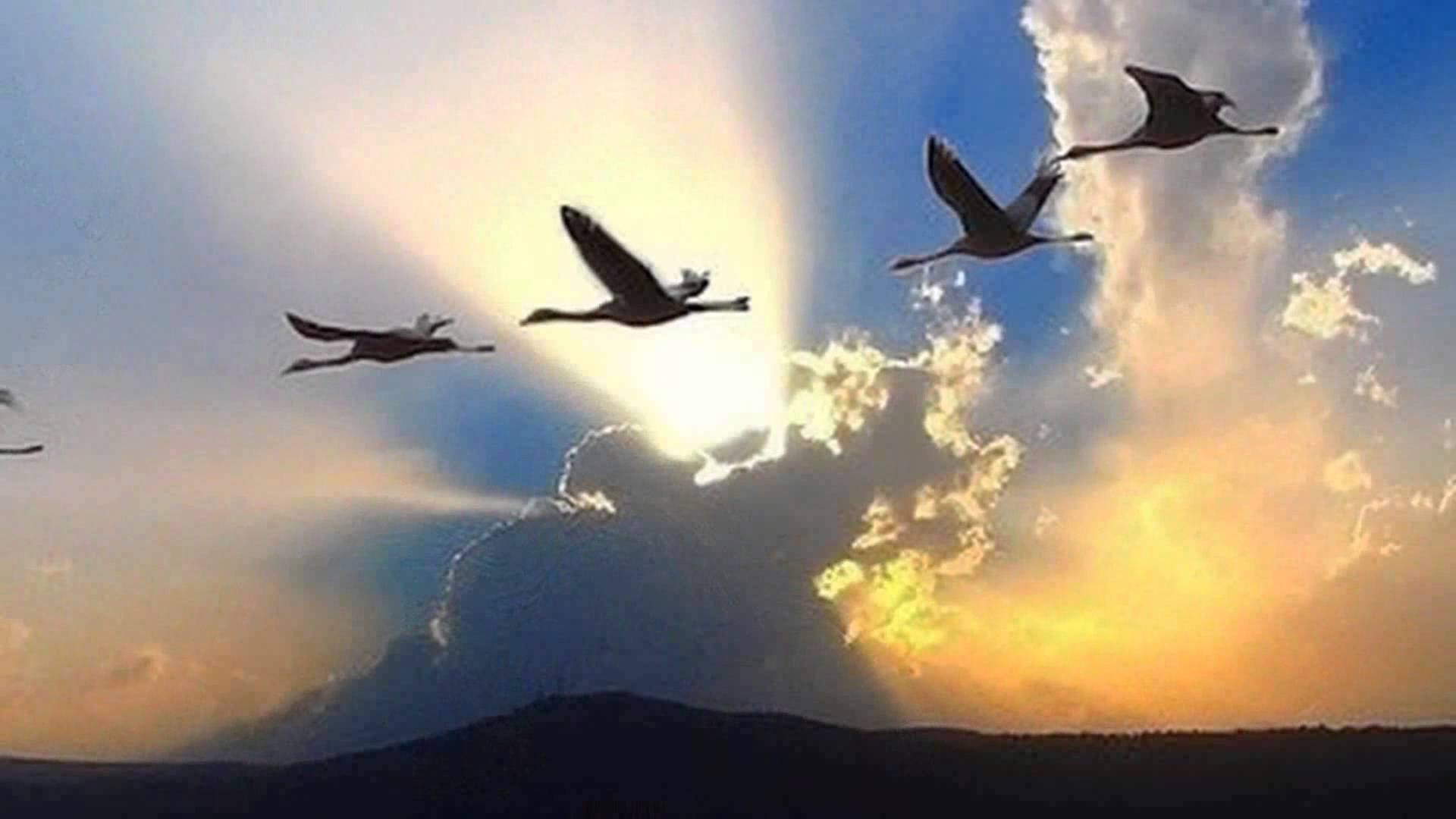 картинки птицы улетают в небо