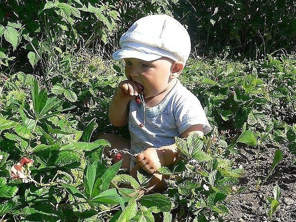 Мальчик рвет малину картинка для детей