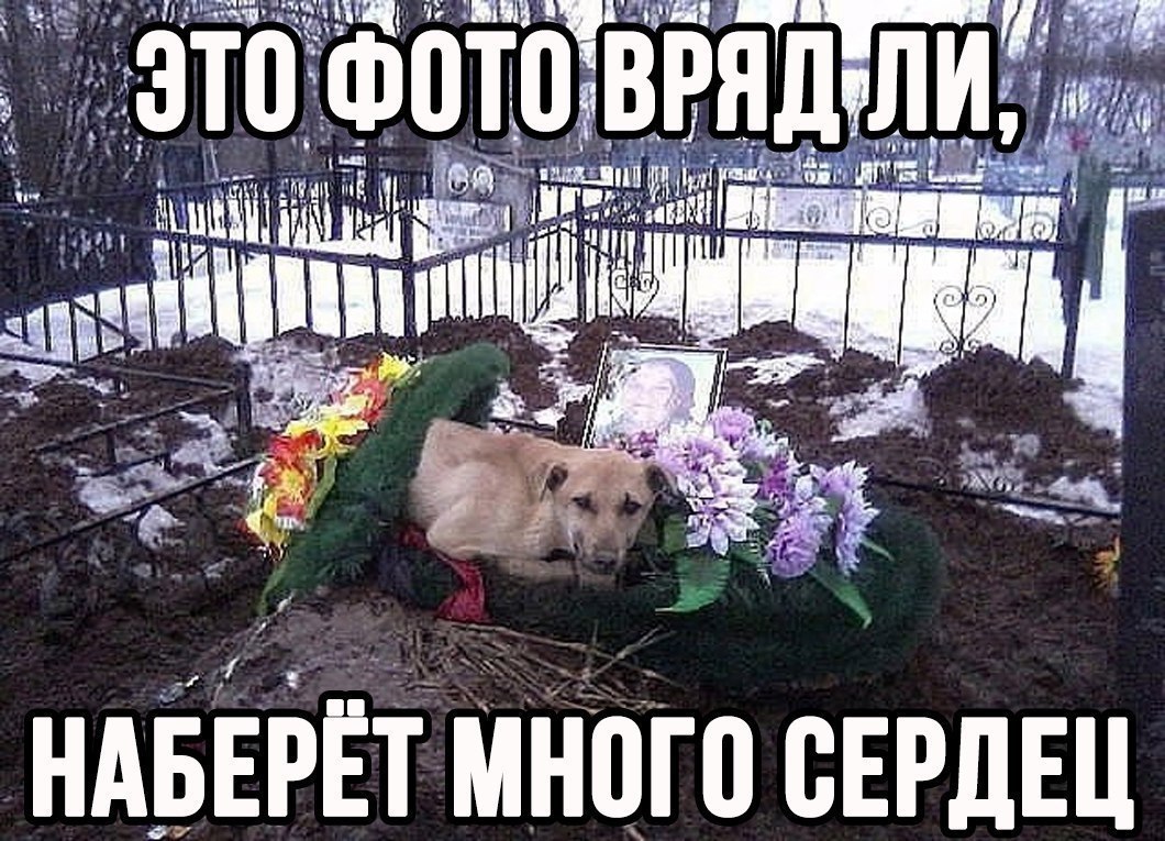 Трудности с приемом хаски