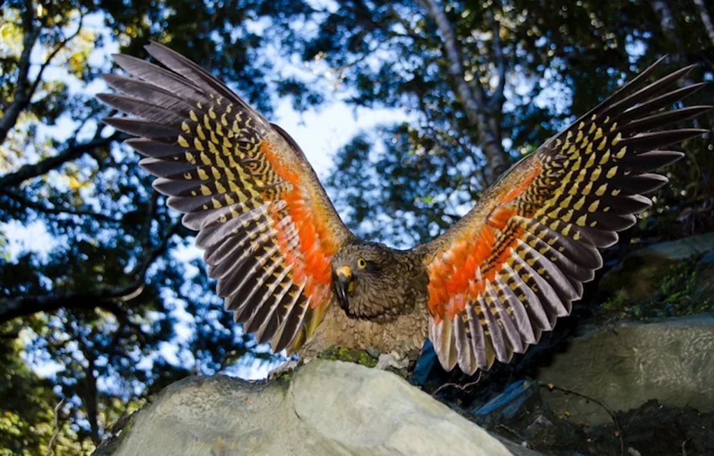 Попугай хищник. Новозеландский попугай Кеа. Хищный попугай Кеа. Горный попугай Кеа.