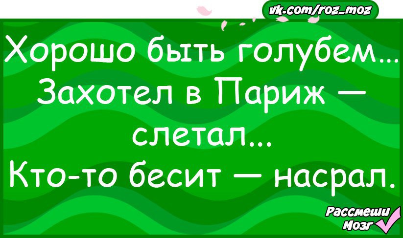 Хорошо быть голубем захотел в париж слетал картинки