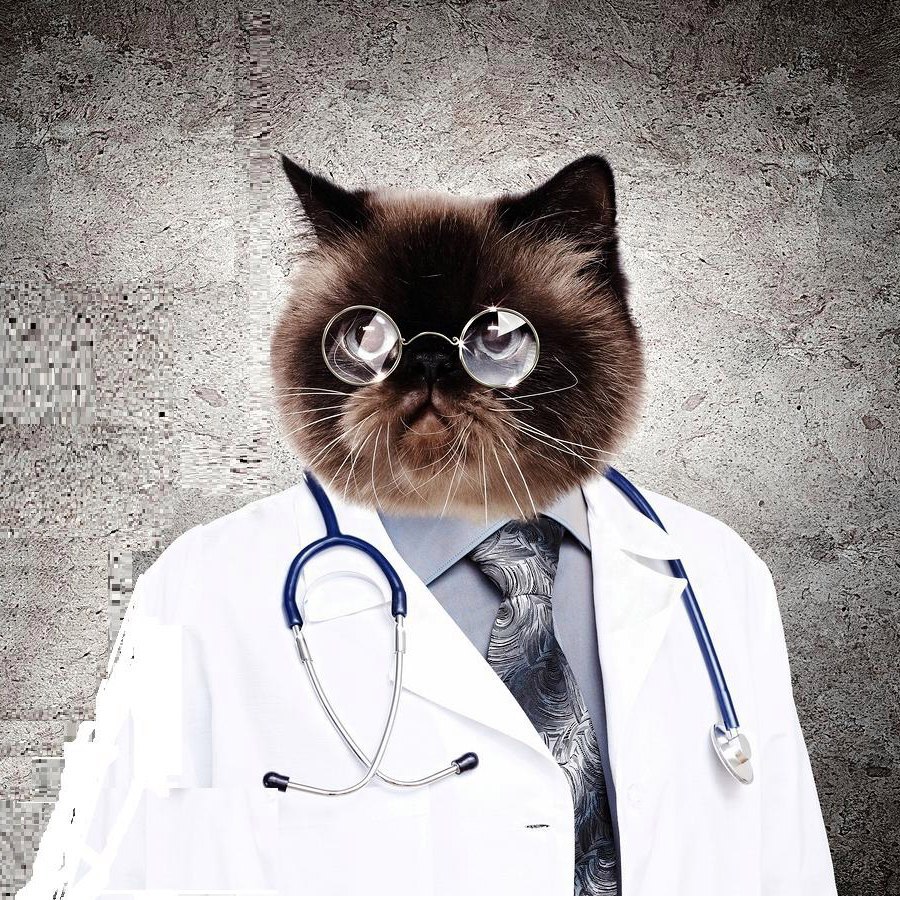 Кошка доктор