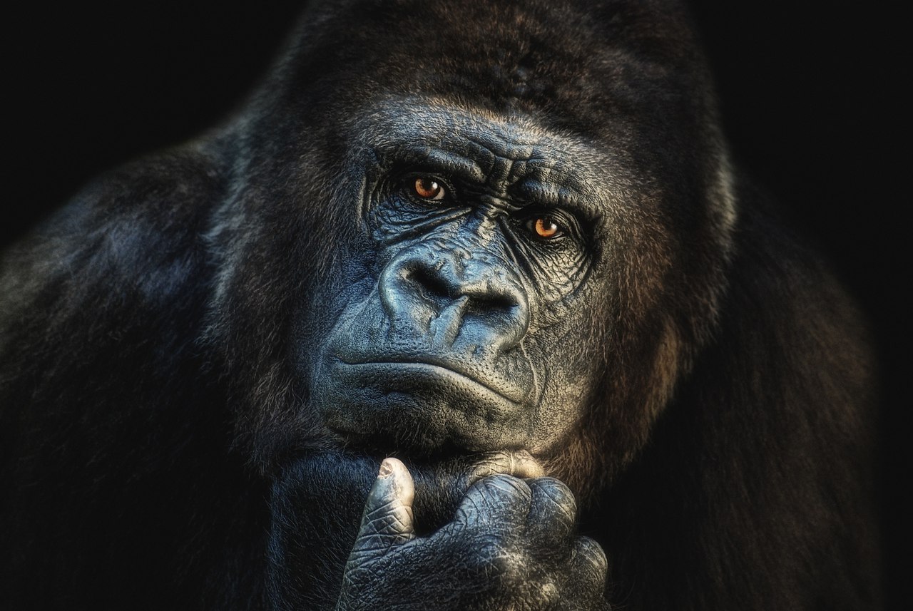 Задумчивый шимпанзе
