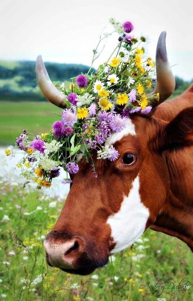 Красивая коровка. Корова. Коровы на лугу. Красивая корова. Коровки на лугу.